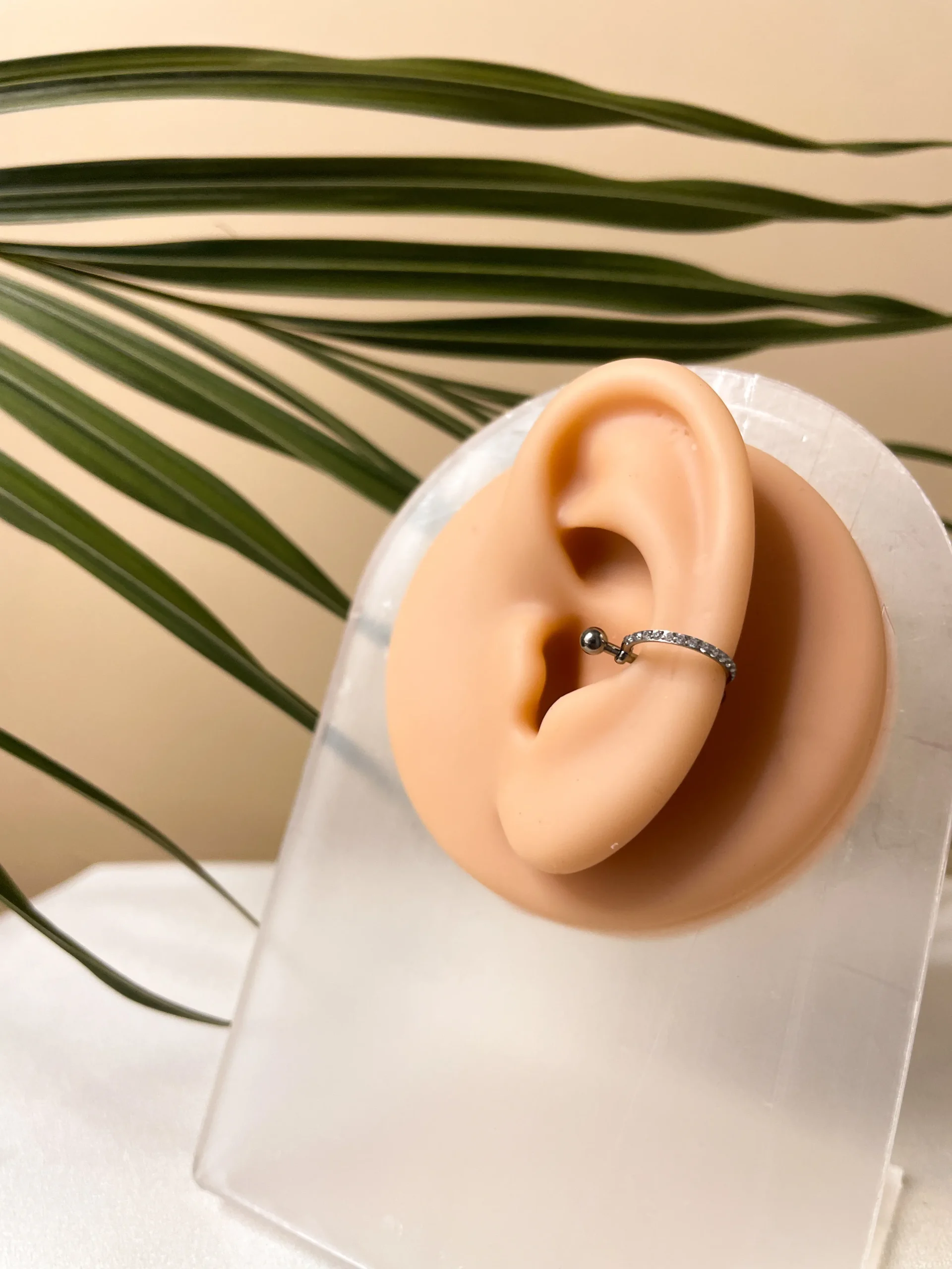 Conch - Imagem 12